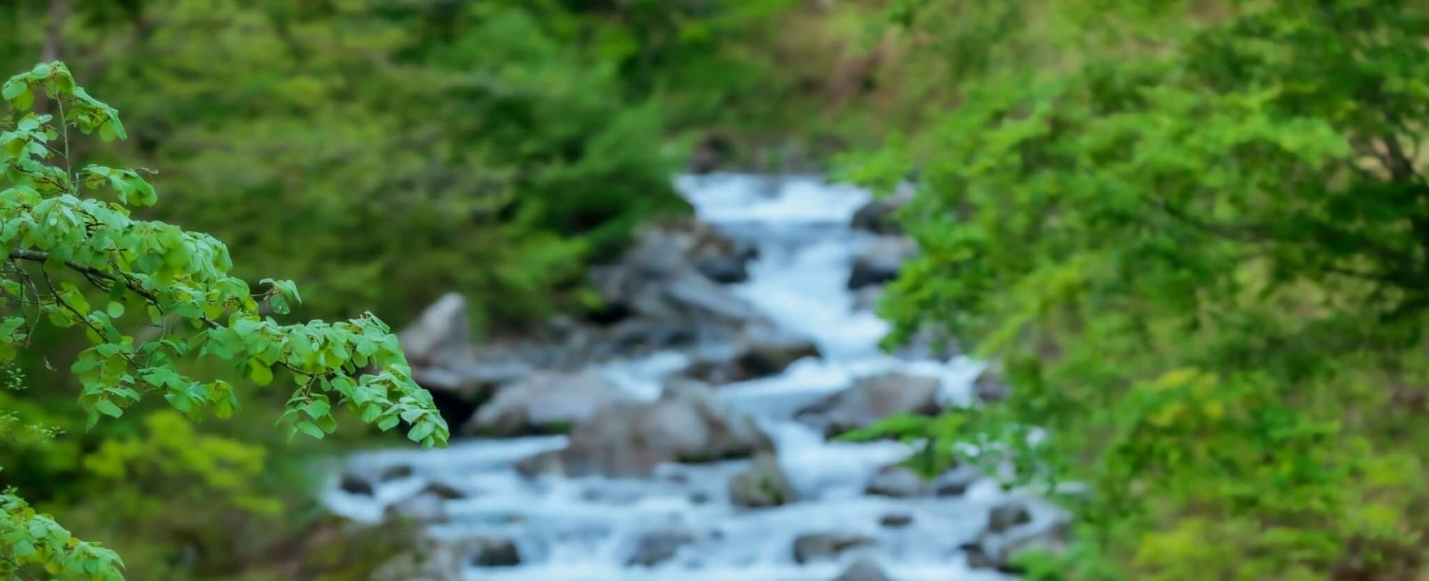 trees and stream